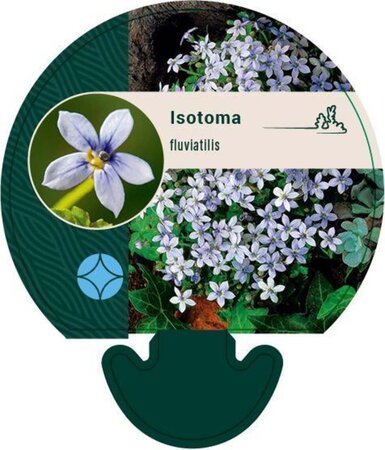 Isotoma fluviatilis geen maat specificatie 0,55L/P9cm - afbeelding 1