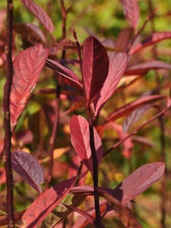 Itea virginica 'Henry's Garnet' 30-40 cm cont. 3,0L - afbeelding 1