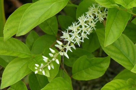 Itea virginica 'Henry's Garnet' 30-40 cm cont. 3,0L - afbeelding 4