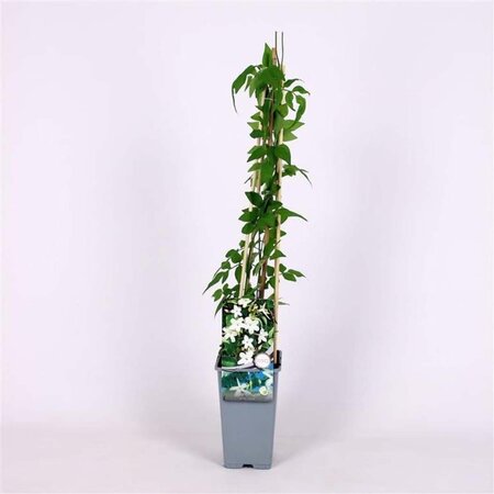 Jasminum officinale 70 cm vierkant 2L