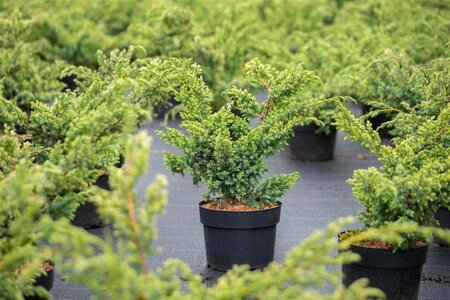 Juniperus chin. 'Blue Alps' 30-40 cm cont. 3,0L - afbeelding 1