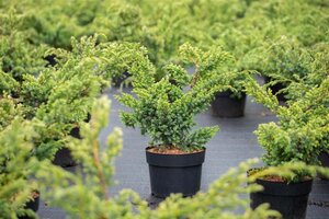 Juniperus chin. 'Blue Alps' 30-40 cm cont. 3,0L - afbeelding 1