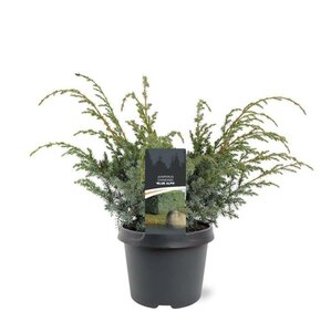 Juniperus chin. 'Blue Alps' 30-40 cm cont. 3,0L - afbeelding 6