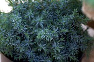 Juniperus chin. 'Blue Alps' 30-40 cm cont. 3,0L - afbeelding 2