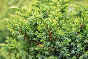 Juniperus chin. 'Blue Alps' 30-40 cm cont. 3,0L - afbeelding 3