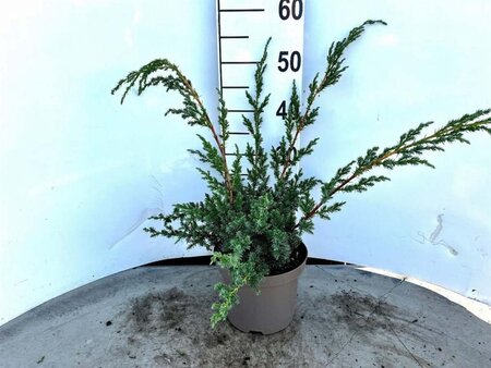 Juniperus chin. 'Blue Alps' 30-40 cm cont. 3,0L - afbeelding 4