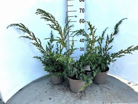 Juniperus chin. 'Blue Alps' 30-40 cm cont. 3,0L - afbeelding 5