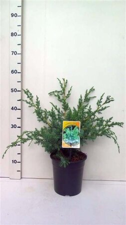 Juniperus chin. 'Blue Alps' 30-40 cm cont. 3,5L - afbeelding 1