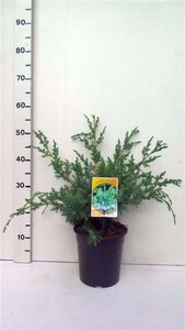 Juniperus chin. 'Blue Alps' 30-40 cm cont. 3,5L - afbeelding 1