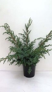 Juniperus chin. 'Blue Alps' 30-40 cm cont. 3,5L - afbeelding 2