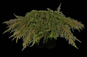 Juniperus comm. 'Green Carpet' 30-40 cm cont. 3,0L - afbeelding 2