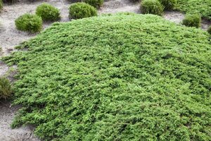 Juniperus comm. 'Green Carpet' 30-40 cm cont. 3,0L - afbeelding 3