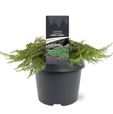 Juniperus comm. 'Green Carpet' 30-40 cm cont. 3,0L - afbeelding 4