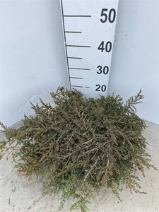 Juniperus comm. 'Green Carpet' 30-40 cm cont. 5,0L - afbeelding 1