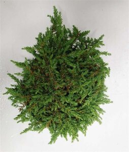 Juniperus comm. 'Green Carpet' 30-40 cm cont. 5,0L - afbeelding 3