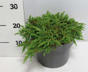 Juniperus comm. 'Green Carpet' 30-40 cm cont. 5,0L - afbeelding 4