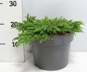 Juniperus comm. 'Green Carpet' 30-40 cm cont. 5,0L - afbeelding 5