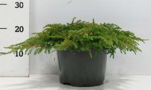 Juniperus comm. 'Green Carpet' 30-40 cm cont. 5,0L - afbeelding 6