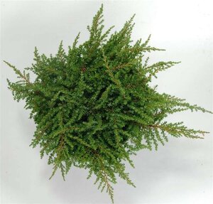 Juniperus comm. 'Green Carpet' 30-40 cm cont. 5,0L - afbeelding 7