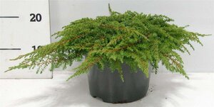 Juniperus comm. 'Green Carpet' 30-40 cm cont. 5,0L - afbeelding 8