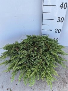 Juniperus comm. 'Green Carpet' 30-40 cm cont. 5,0L - afbeelding 2