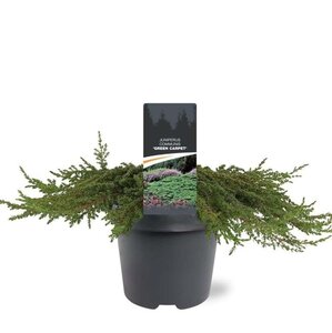 Juniperus comm. 'Green Carpet' 40-50 cm cont. 5,0L