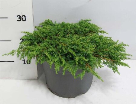 Juniperus comm. 'Green Carpet' 40-50 cm cont. 7,5L - afbeelding 2