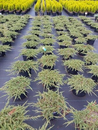 Juniperus comm. 'Green Carpet' 40-50 cm cont. 7,5L