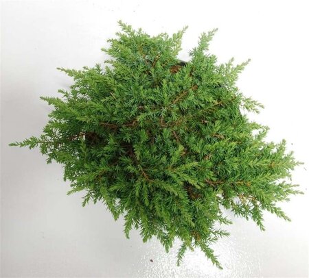 Juniperus comm. 'Green Carpet' 40-50 cm cont. 7,5L - afbeelding 3