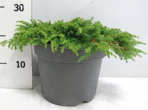 Juniperus comm. 'Green Carpet' 40-50 cm cont. 7,5L - afbeelding 4