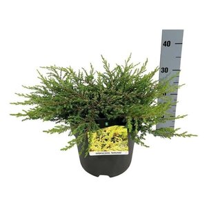 Juniperus comm. 'Goldschatz' 40-50 cm cont. 7,5L