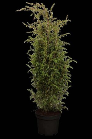 Juniperus comm. 'Hibernica' 100-125 cm met kluit - afbeelding 2