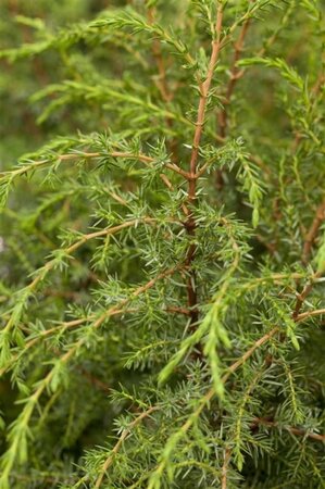 Juniperus comm. 'Hibernica' 125-150 cm met kluit - afbeelding 1