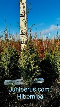 Juniperus comm. 'Hibernica' 80-100 cm met kluit - afbeelding 4