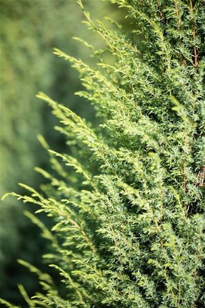 Juniperus comm. 'Hibernica' 80-100 cm met kluit - afbeelding 3