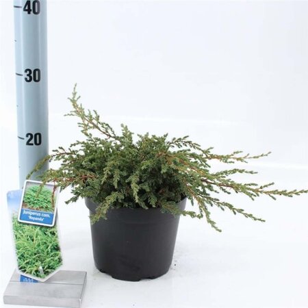 Juniperus comm. 'Repanda' 20-25 cm cont. 2,0L - afbeelding 5