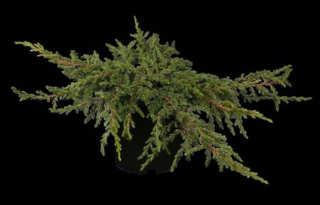 Juniperus comm. 'Repanda' 20-25 cm cont. 2,0L - afbeelding 1