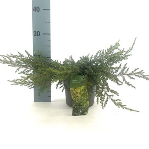 Juniperus comm. 'Repanda' 20-25 cm cont. 2,0L - afbeelding 6