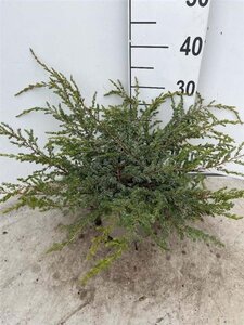 Juniperus comm. 'Repanda' 30-40 cm cont. 3,0L - afbeelding 4