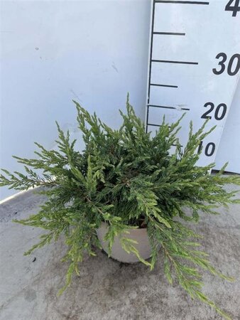 Juniperus comm. 'Repanda' 30-40 cm cont. 3,0L - afbeelding 5