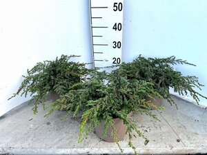 Juniperus comm. 'Repanda' 30-40 cm cont. 3,0L - afbeelding 6