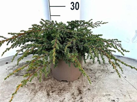 Juniperus comm. 'Repanda' 30-40 cm cont. 3,0L - afbeelding 7