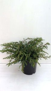 Juniperus comm. 'Repanda' 30-40 cm cont. 3,5L - afbeelding 2