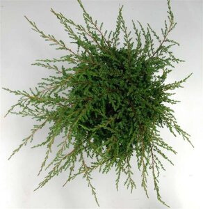 Juniperus comm. 'Repanda' 40-50 cm cont. 7,5L - afbeelding 1