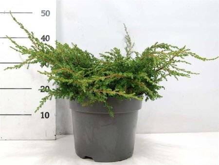 Juniperus comm. 'Repanda' 40-50 cm cont. 7,5L - afbeelding 2