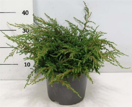 Juniperus comm. 'Repanda' 40-50 cm cont. 7,5L - afbeelding 3