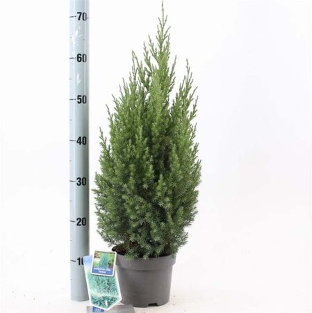 Juniperus chin. 'Stricta' 25-30 cm cont. 2,0L - afbeelding 2