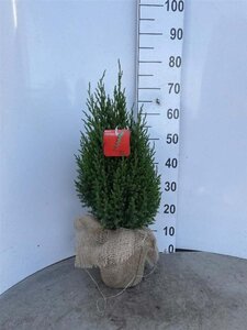 Juniperus chin. 'Stricta' 30-40 cm cont. 3,0L - afbeelding 1