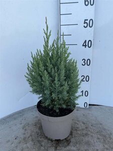 Juniperus chin. 'Stricta' 30-40 cm cont. 3,0L - afbeelding 2