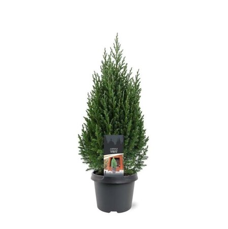 Juniperus chin. 'Stricta' 40-50 cm cont. 3,0L